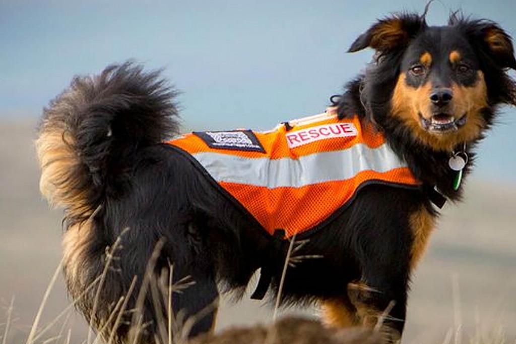 Mountain rescue search dog Fern. Photo: LDMRSDA