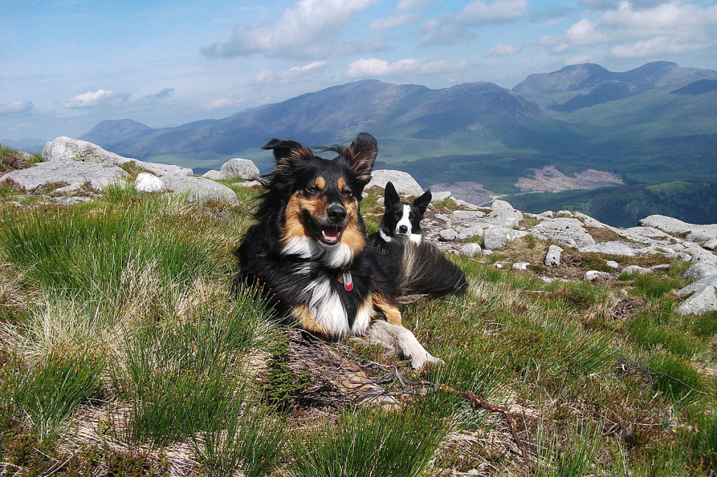Mountaineering Scotland is offering advice to keep four-legged friends well and happy on the hill Mountaineering Scotland is offering advice to keep four-legged friends well and happy on the hill