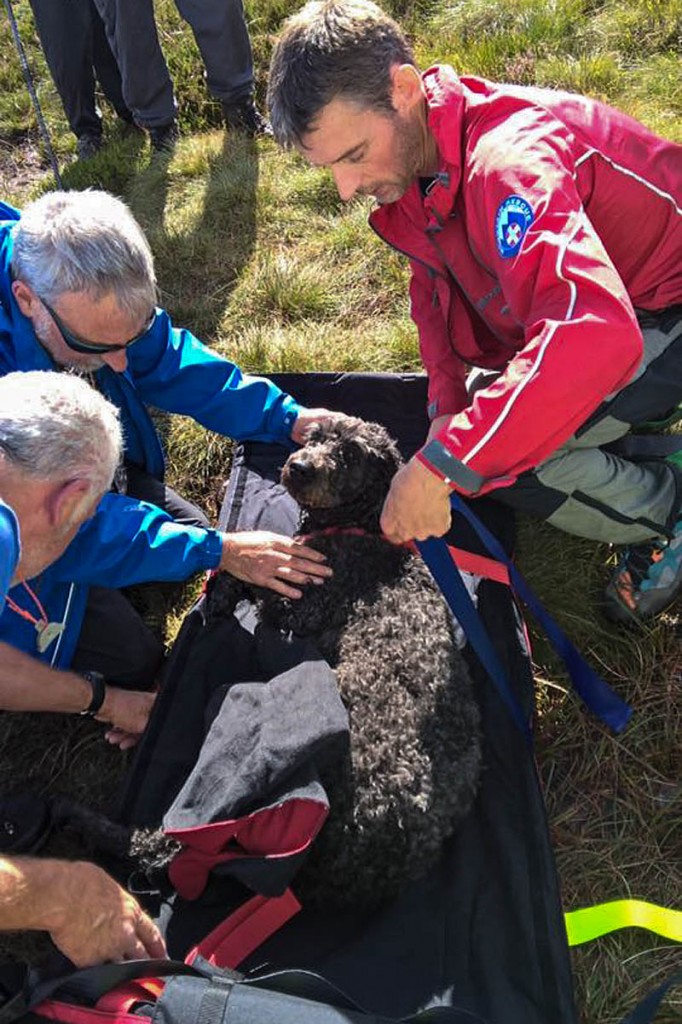 Rescuers place the injured dog on a stretcher. Photo: Northumberland National Park MRT Rescuers place the injured dog on a stretcher. Photo: Northumberland National Park MRT