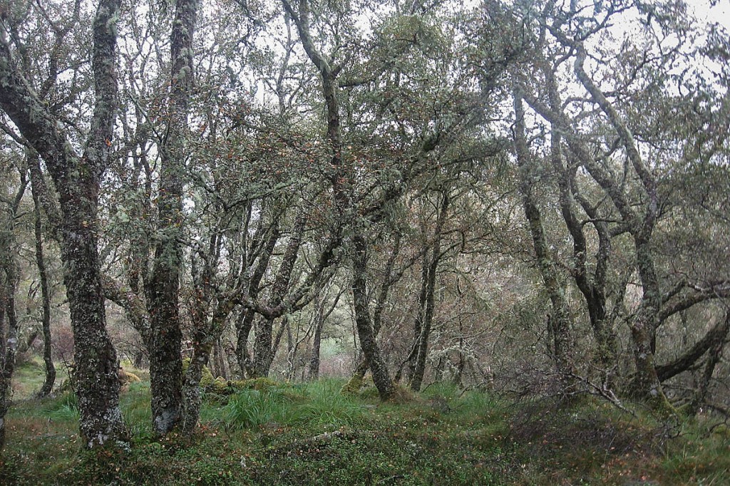 Visitors will be able to explore the mysterious Celtic Rainforest Visitors will be able to explore the mysterious Celtic Rainforest