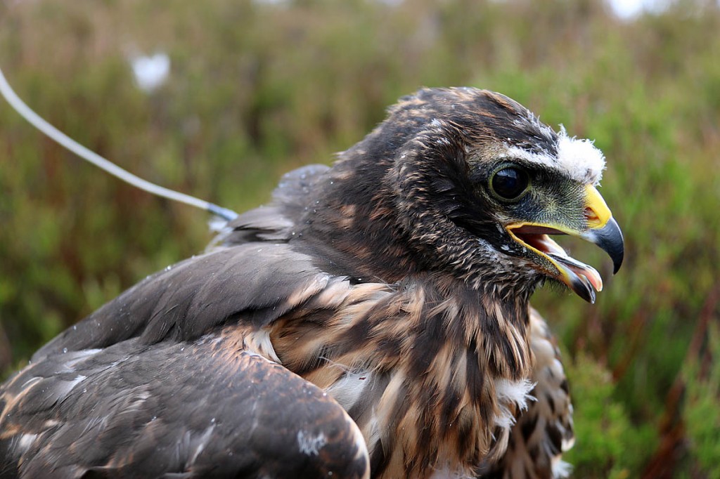 Hen Harrier Calluna's tag stopped transmitting when she was over a grouse moor Hen Harrier Calluna's tag stopped transmitting when she was over a grouse moor