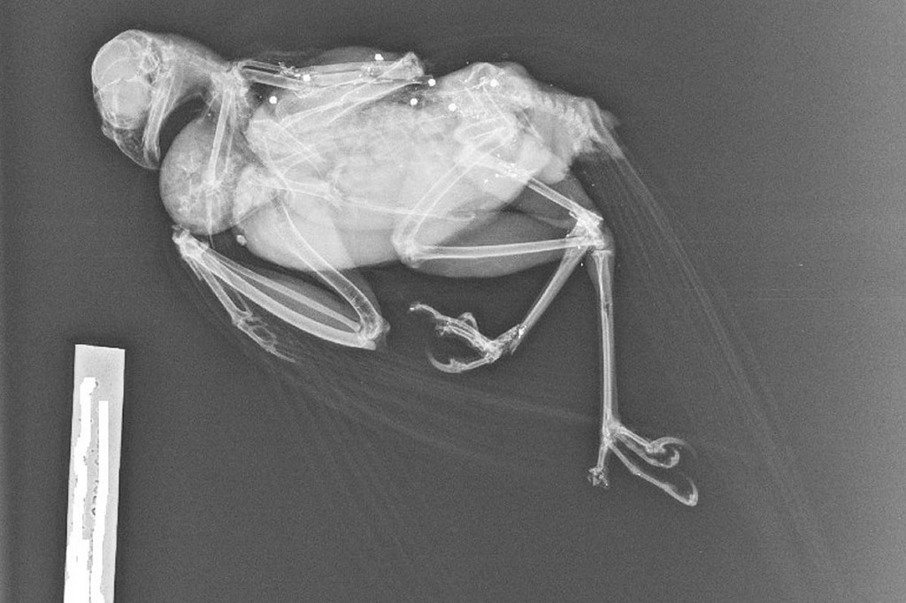 The x-ray photograph of the bird, showing shot in its body. Photo: North Yorkshire Police