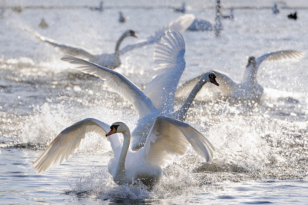 Mute swans land on a loch in winter. Photo: Lorne Gill/NatureScot