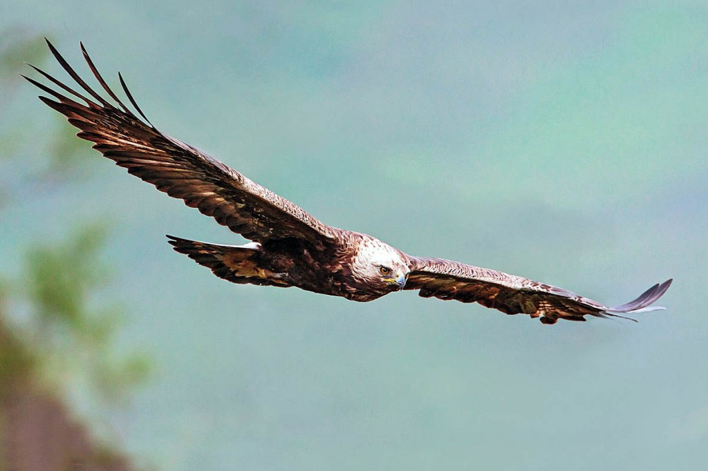 Wildlife crime on the estate involved the death of a golden eagle. Photo: David Whitaker/NatureScot