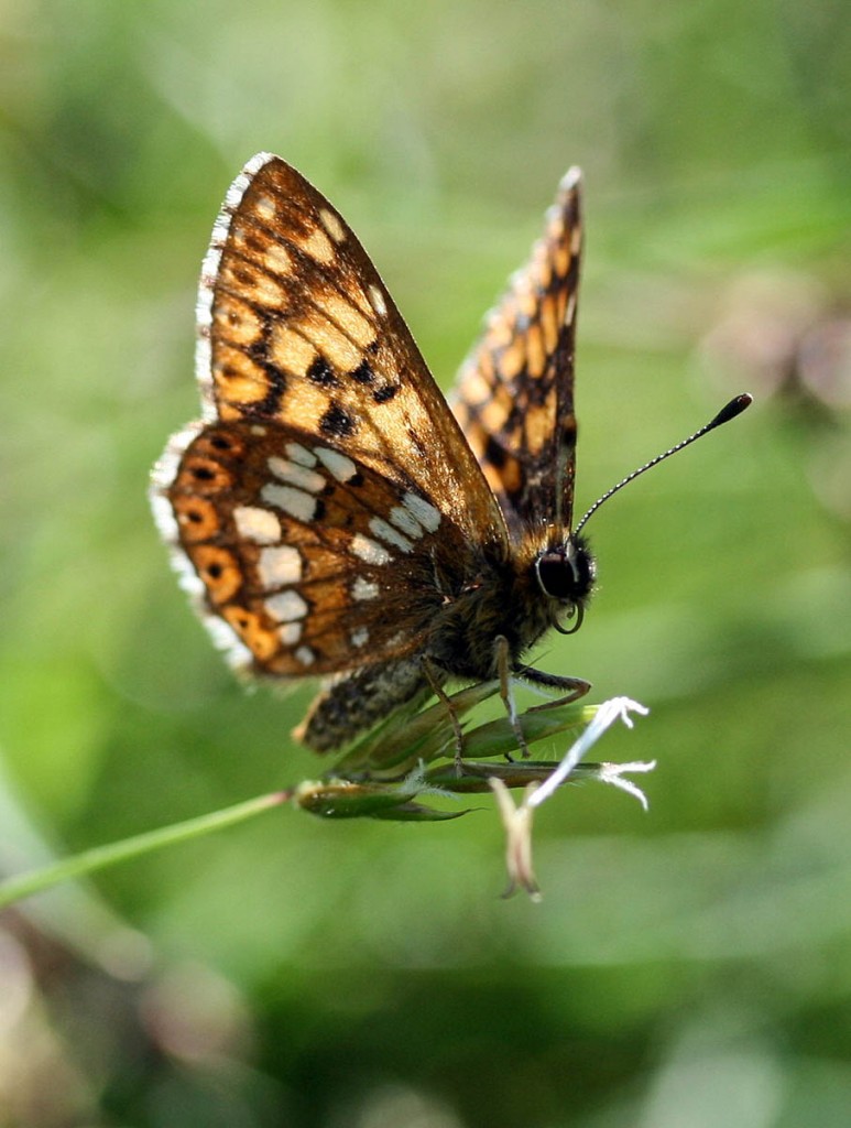A Duke of Burgundy butterfly. Photo: Tammy Andrews