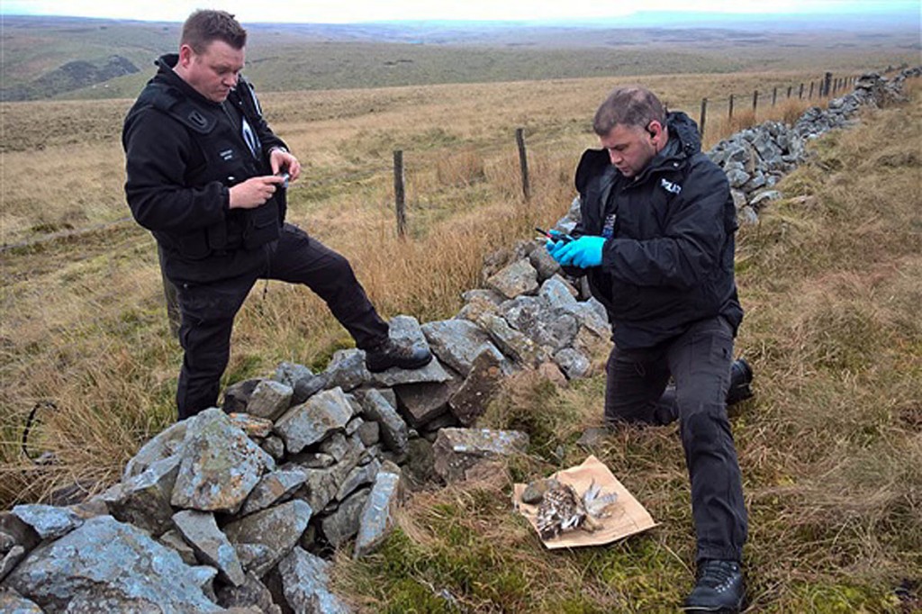 Police officers recover the body of one of the shot birds. Photo: RSPB Police officers recover the body of one of the shot birds. Photo: RSPB