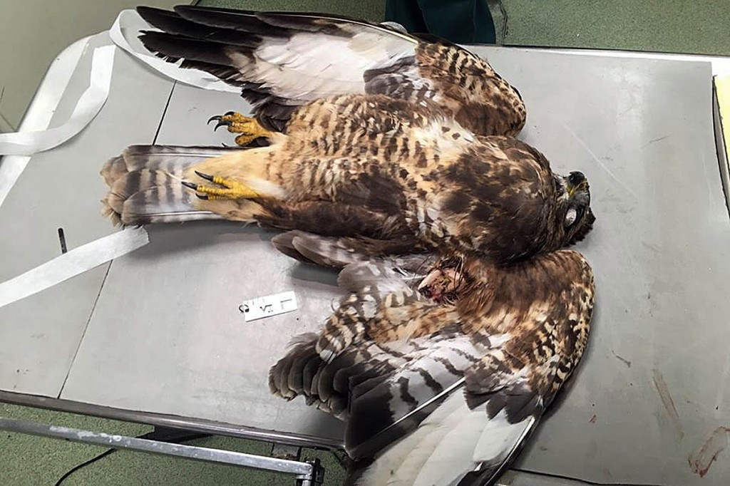The buzzard that was shot. Photo: North Yorkshire Police