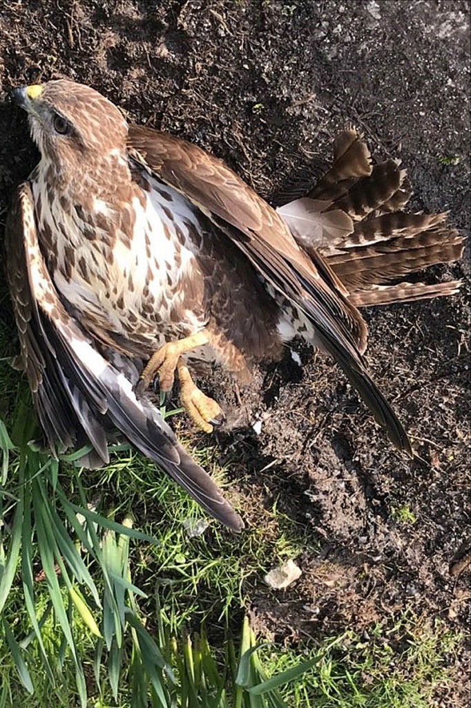The buzzard was seen falling from a tree. Photo: North Yorkshire Police The buzzard was seen falling from a tree. Photo: North Yorkshire Police