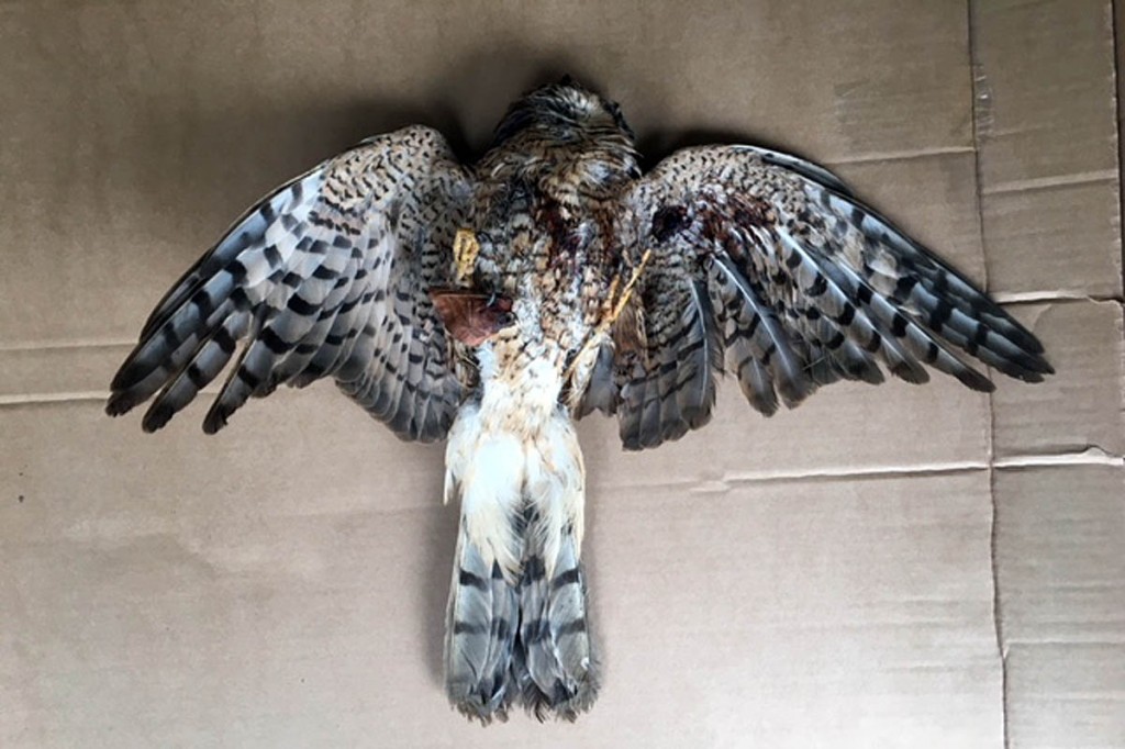 The dead sparrowhawk was found near Nidd. Photo: North Yorkshire Police