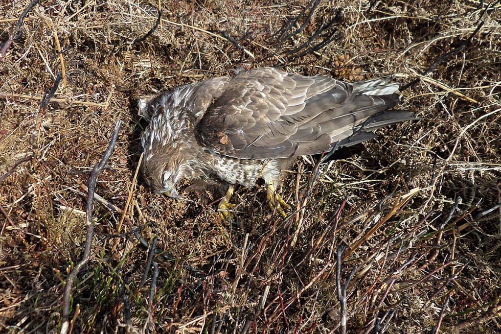 The buzzard's body was found by a member of the public. Photo: RSPB