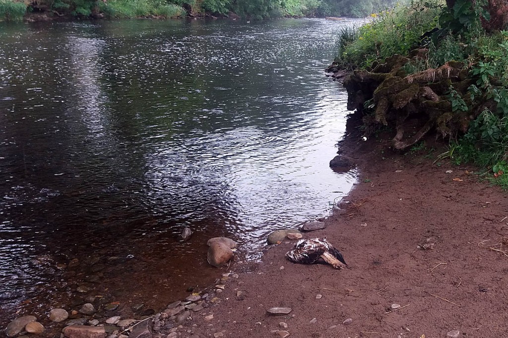 The red kite's body was found beside the Wharfe near The Strid. Photo: North Yorkshire Police