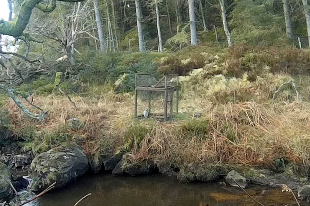 The goshawk in the cage trap. Photo: North Yorkshire Police