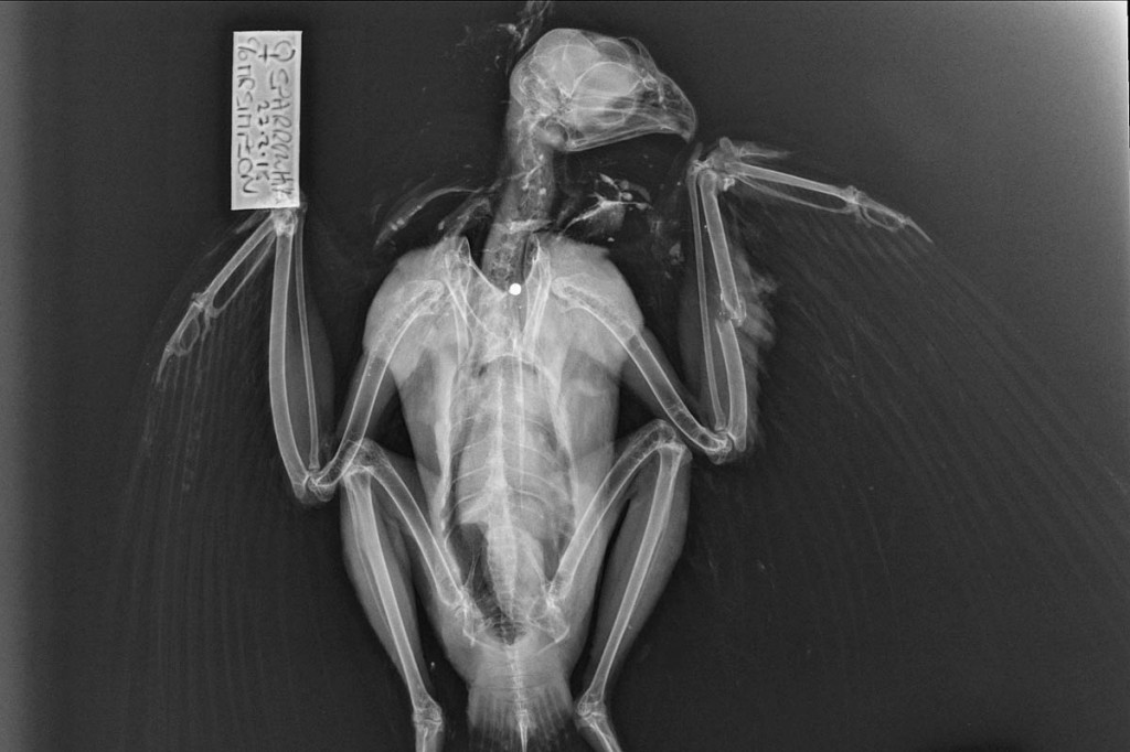 An x-ray of the dead bird. Photo: North Yorkshire Police
