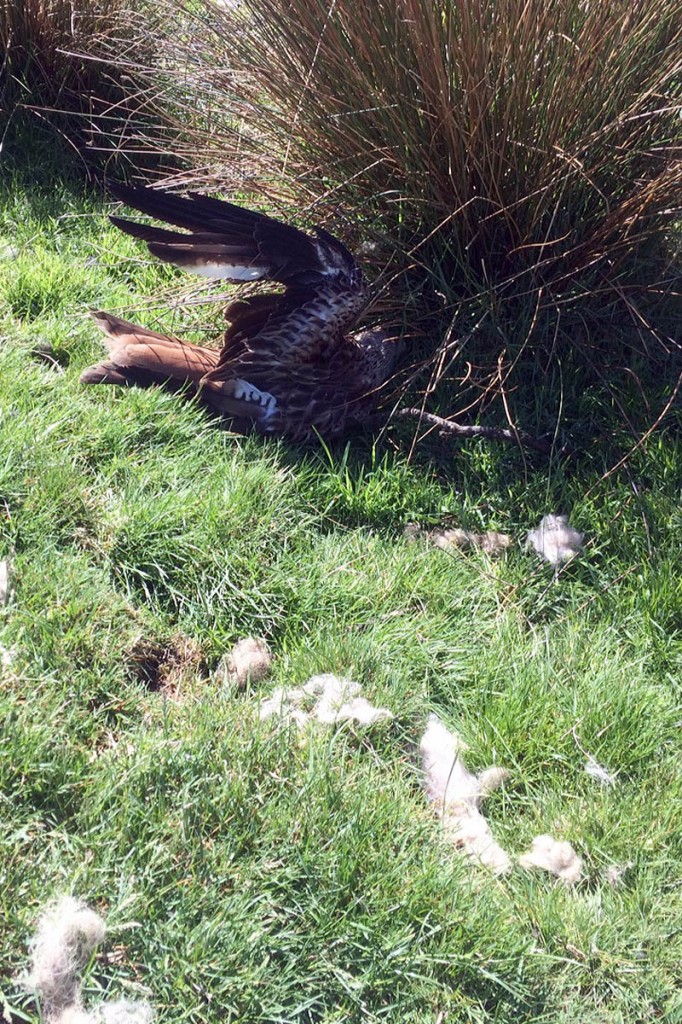 The badly injured bird was found by a walker. Photo: North Yorkshire Police