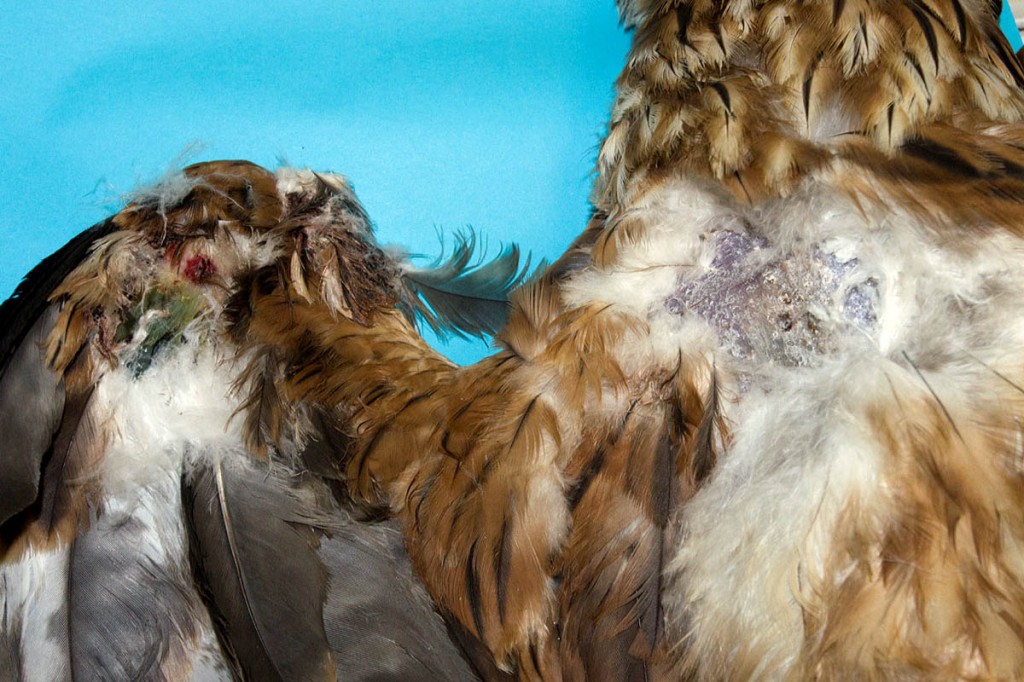 Shotgun wounds on the red kite that led to it having to be put down. Photo: North Yorkshire Police