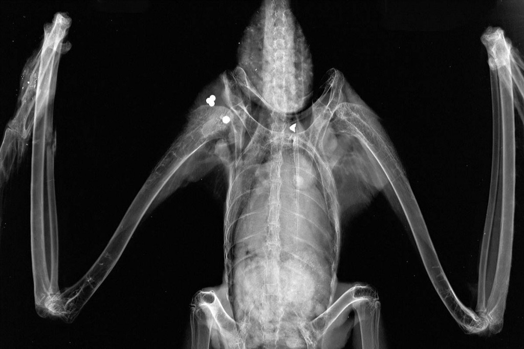 An x-ray of the bird showing the shot embedded in it. Photo: North Yorkshire Police An x-ray of the bird showing the shot embedded in it. Photo: North Yorkshire Police