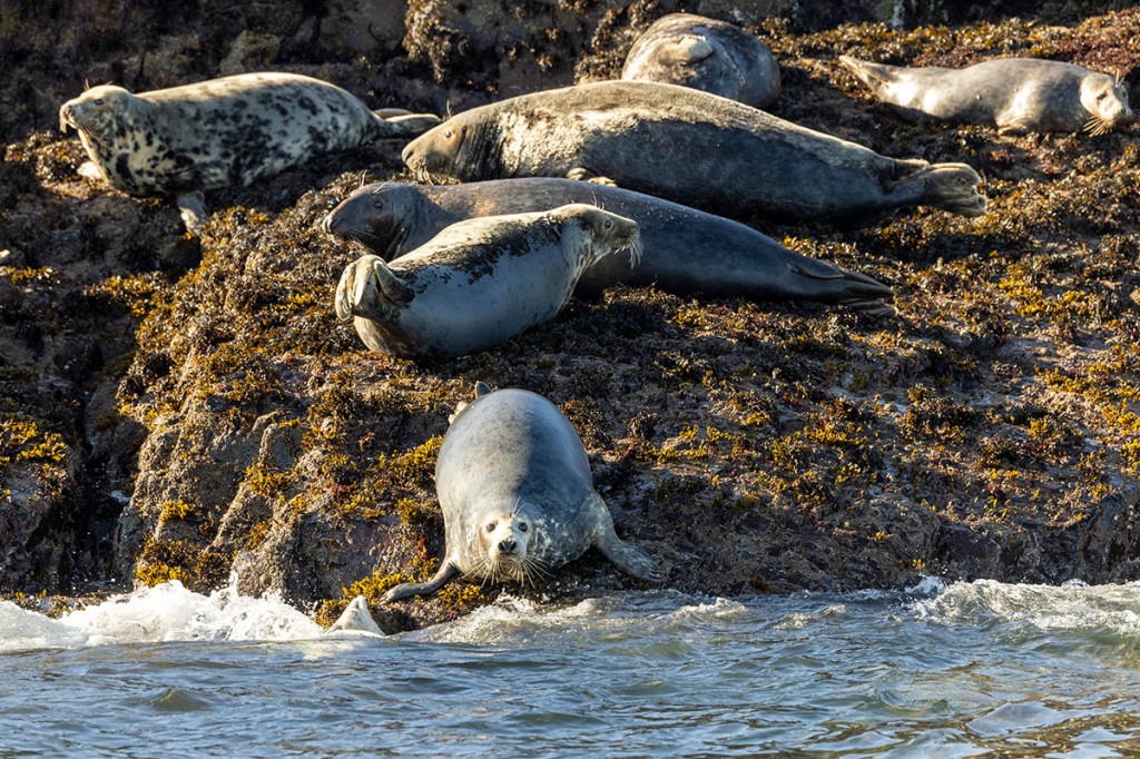 Grey seals on the Farne Islands had plenty of their own insulation. Photo: Bob Smith Photography