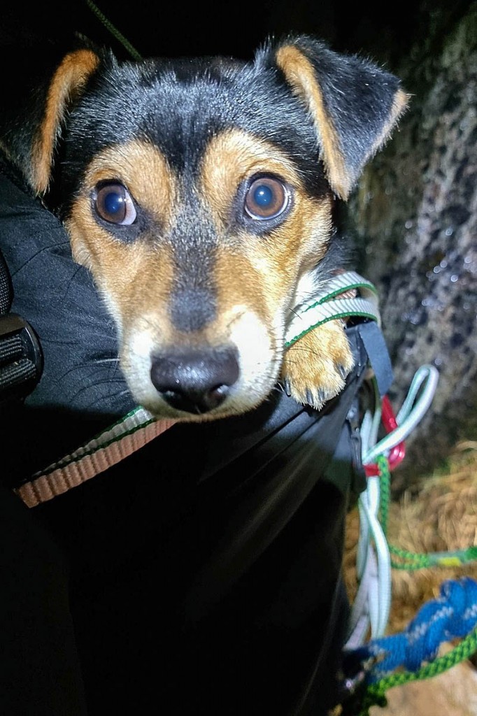The rescued dog. Photo: Dave Brown/OVMRO