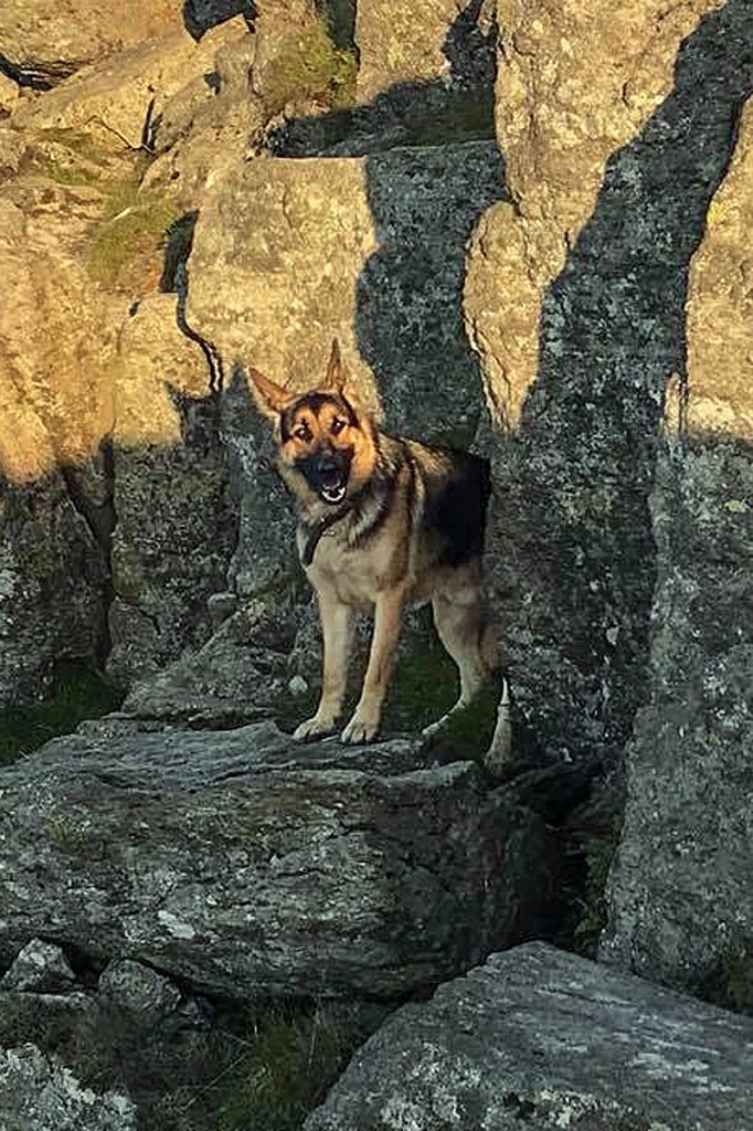 German shepherd Bear was found on Striding Edge. Photo: Patterdale MRT German shepherd Bear was found on Striding Edge. Photo: Patterdale MRT