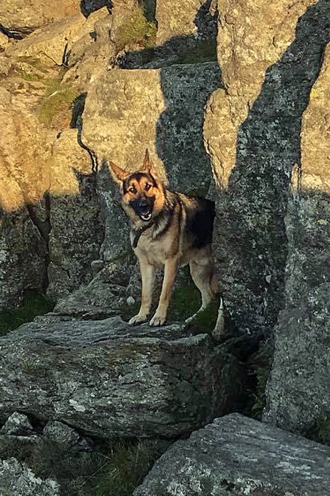 German shepherd Bear was found on Striding Edge. Photo: Patterdale MRT
