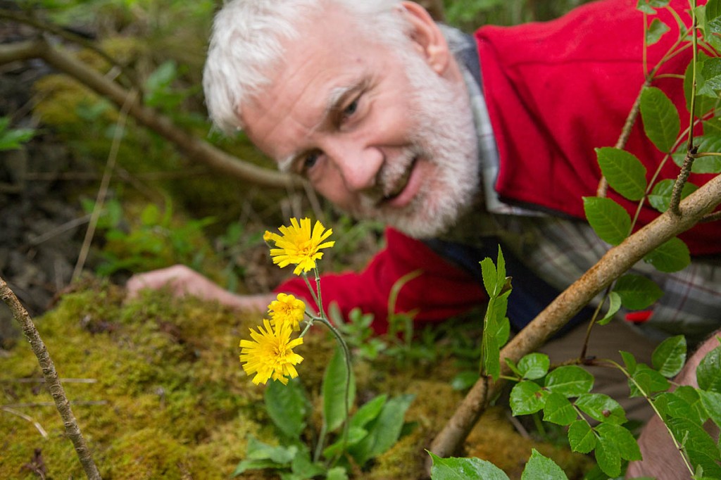 Rhodri Thomas examines the leek-coloured hawkweed. Photo: Alex Hyde/Peak District NPA