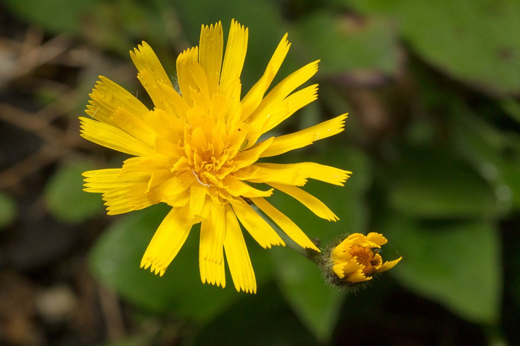 The plant was rediscovered on the Monsal Trail. Photo: Alex Hyde/Peak District NPA