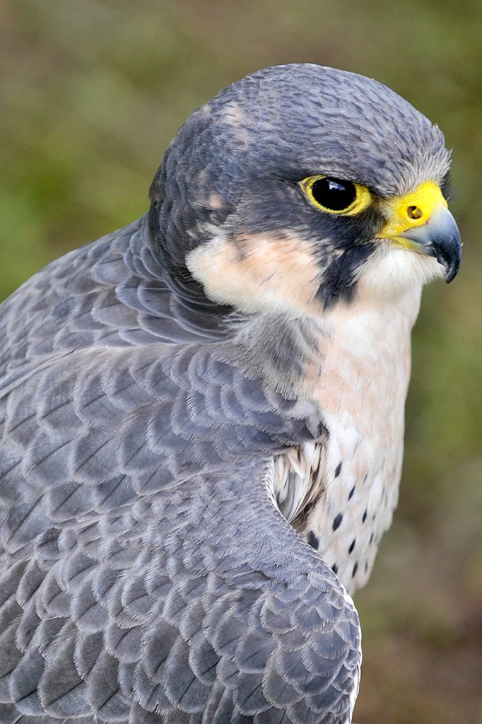 Peregrine falcons are protected by law Peregrine falcons are protected by law