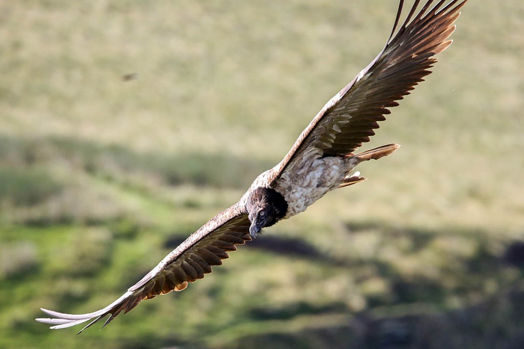 The bearded vulture in flight over the Peak District. Photo: Austin Morley
