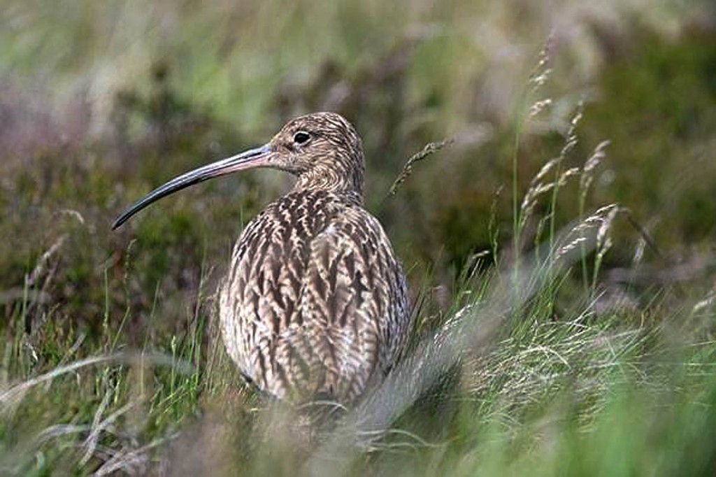 The fire happened when birds such as the curlew were nesting. Photo: Moors for the Future
