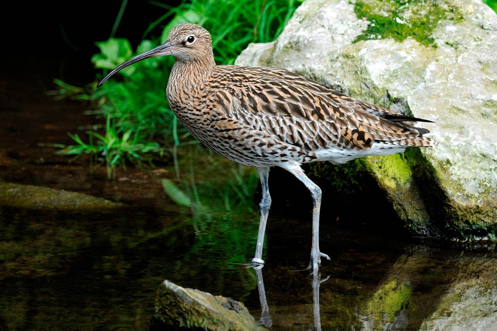 Ground-nesting birds such as curlew are particularly vulnerable to dogs running free or on long leads