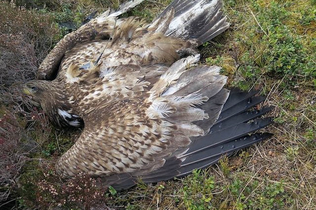 The body of the white-tailed sea eagle found in Aberdeenshire. Photo: Police Scotland The body of the white-tailed sea eagle found in Aberdeenshire. Photo: Police Scotland