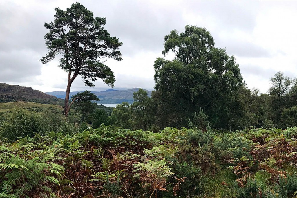 The view to Loch Sunart. Photo: Ramblers Scotland The view to Loch Sunart. Photo: Ramblers Scotland
