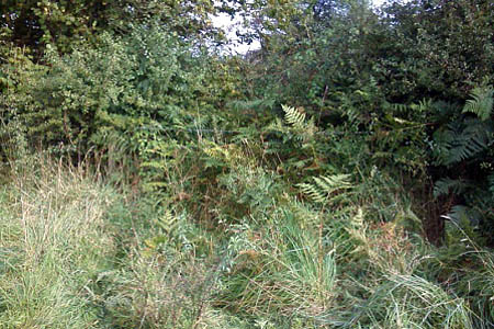 The St Clether path before the Ramblers' work The St Clether path before the Ramblers' work