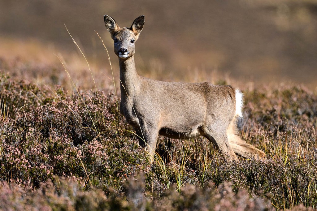 The risk of colliding with deer increases at this time of year. Photo: Lorne Gill/SNH The risk of colliding with deer increases at this time of year. Photo: Lorne Gill/SNH