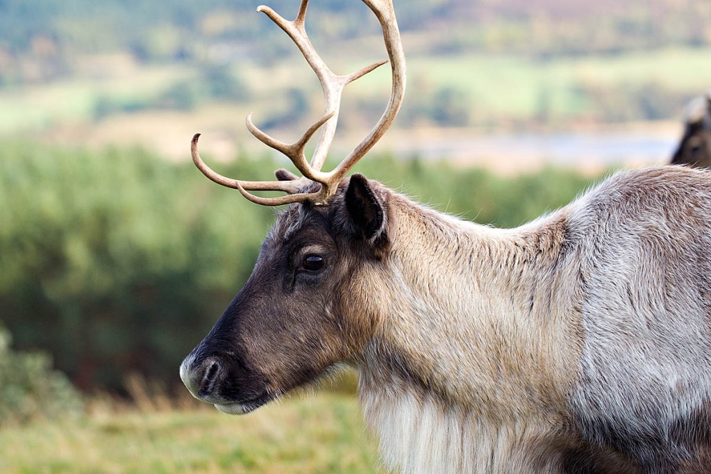 Santa's reindeer will enjoy a mix of porridge, bird seed and cranberries. Photo: Lorne Gill/SNH Santa's reindeer will enjoy a mix of porridge, bird seed and cranberries. Photo: Lorne Gill/SNH