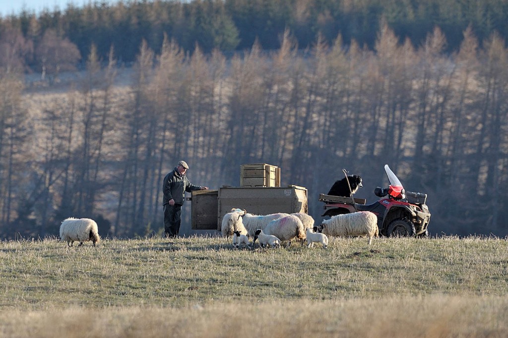 Walkers and other outdoor fans should be mindful of those working in the countryside. Photo: Lorne Gill/SNH