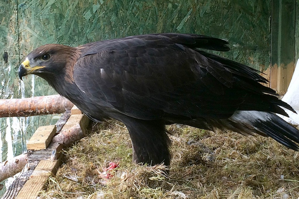 The young eagle that died in the incident. Photo: South Scotland Golden Eagle Project