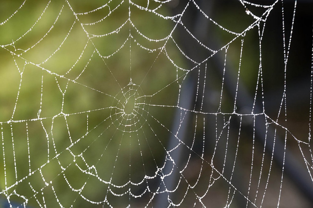 Spiders' silk is incredibly tough. Photo: Bob Smith/grough Spiders' silk is incredibly tough. Photo: Bob Smith/grough