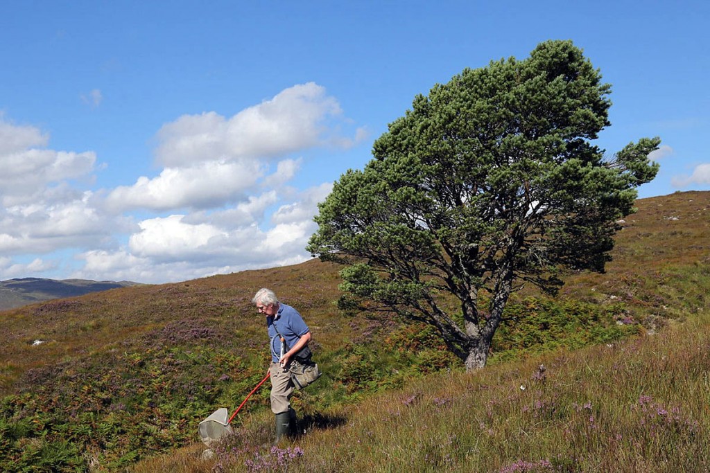 Peter Chandler hunts for fungus gnats Peter Chandler hunts for fungus gnats