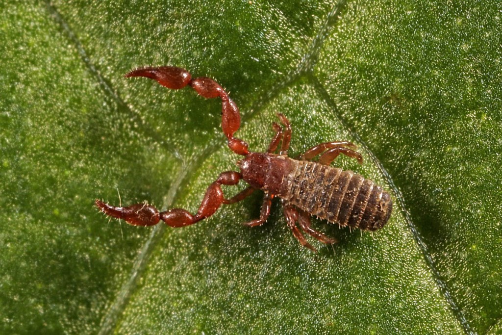 The knotty shining claw or pseudoscorpion The knotty shining claw or pseudscorpion