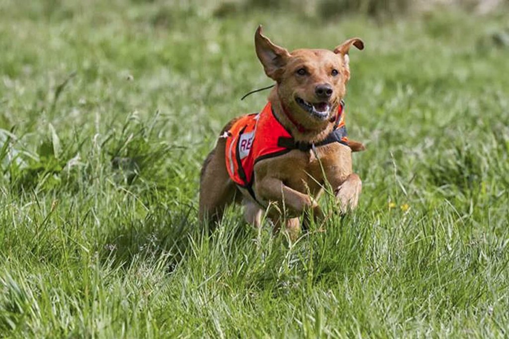 Rauour in action. Photo: Mark Hogarth Rauour in action. Photo: Mark Hogarth