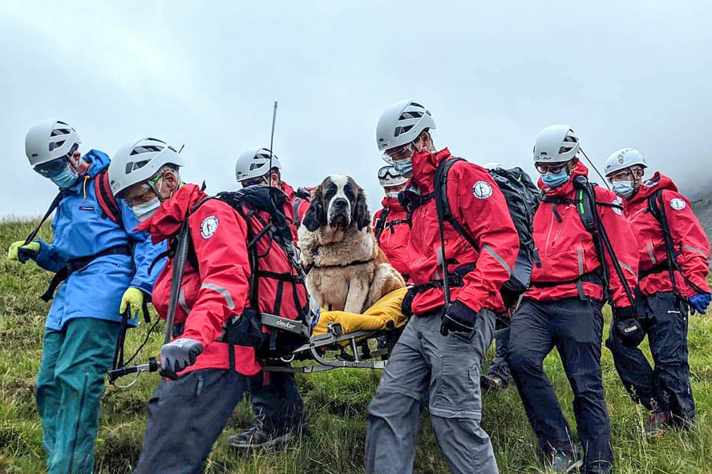 Daisy is stretchered from the mountain. Photo: Wasdale MRT Daisy is stretchered from the mountain. Photo: Wasdale MRT