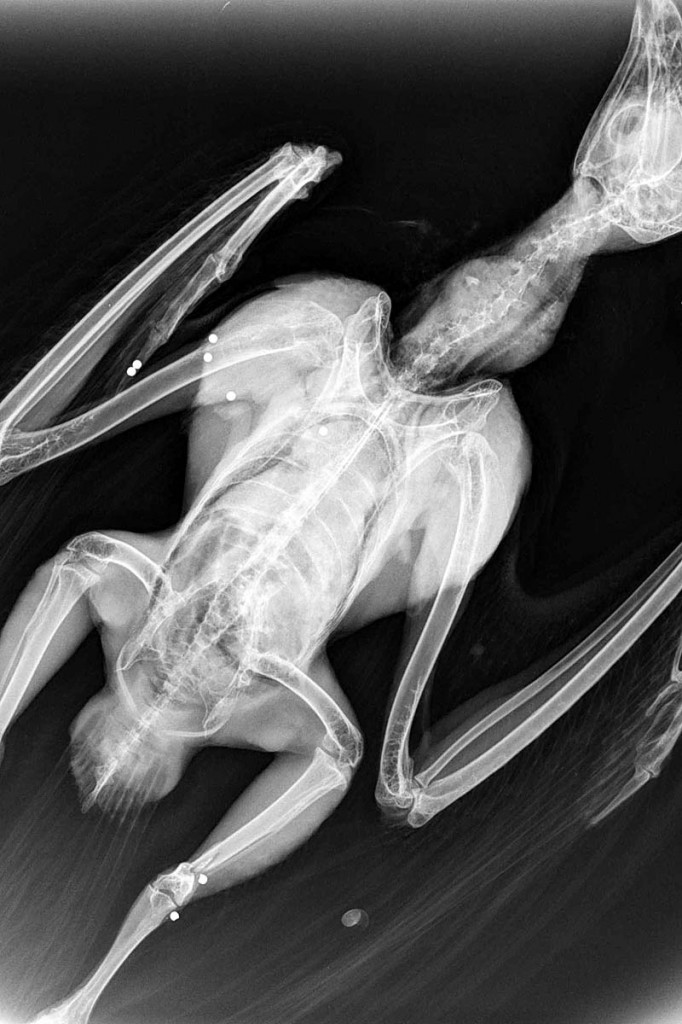 The x-ray showed evidence of shotgun pellets in the bird. Photo: West Yorkshire Police The x-ray showed evidence of shotgun pellets in the bird. Photo: West Yorkshire Police