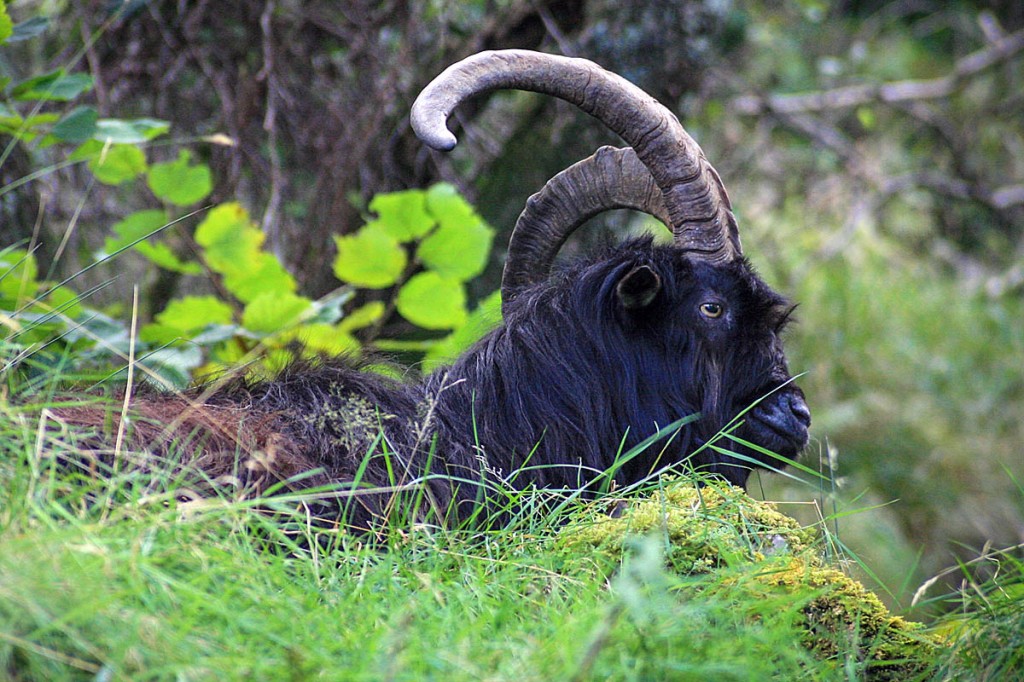 A wild goat. Photo: Bob Smith/grough A wild goat. Photo: Bob Smith/grough