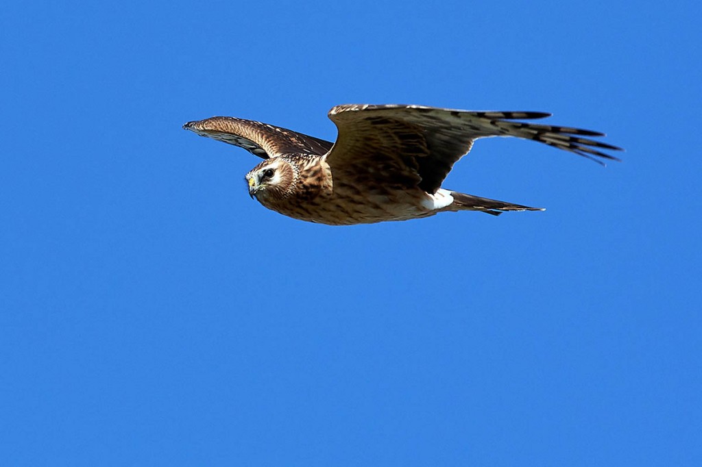 Hen harriers are on the red list of endangered species. Photo: Dennis Jacobsen