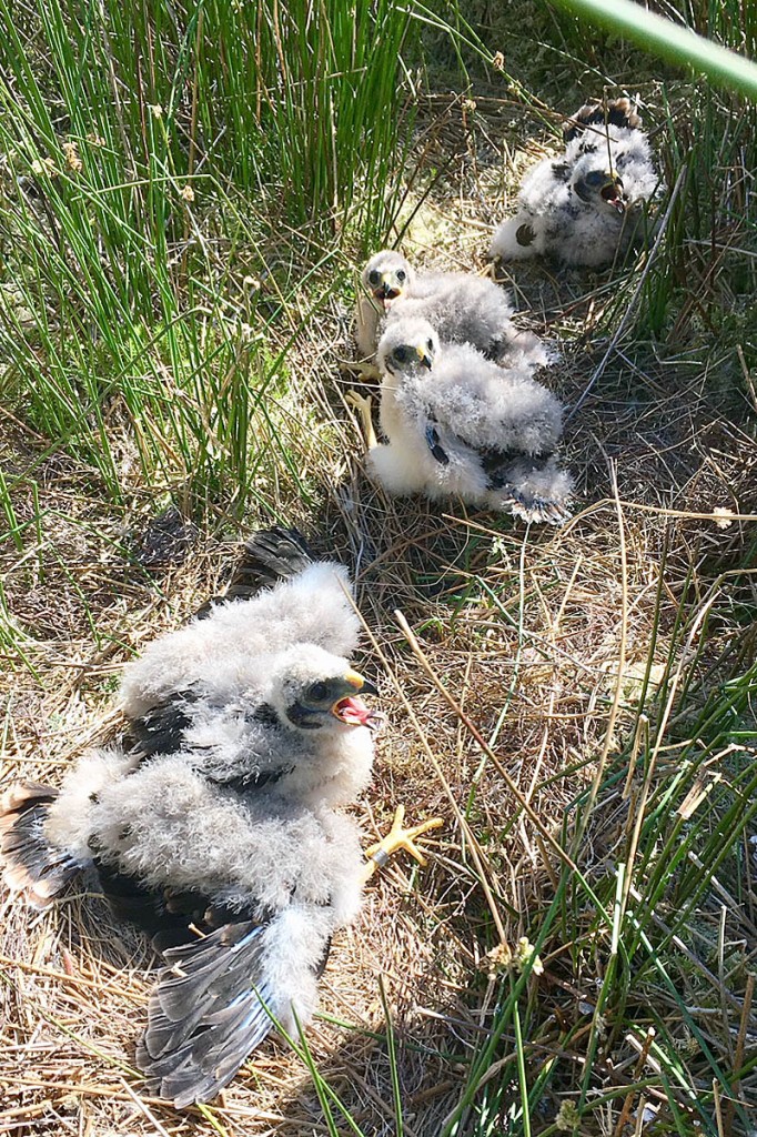 The hen harrier chicks in the rushes. Photo: Natural England