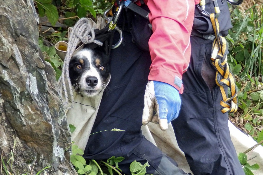 Mac in a sack: the dog is helped from his perch in the quarry. Photo: Aberdyfi SRT
