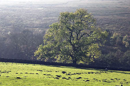 The fungal disease could devastate the country's ash trees. Photo: Colin Grice CC-BY-SA-2,0 The fungal disease could devastate the country's ash trees. Photo: Colin Grice CC-BY-SA-2,0
