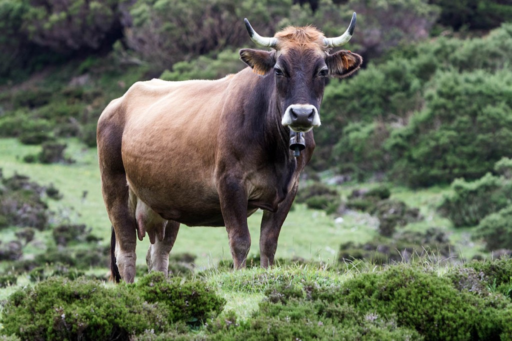 The mountains of Asturias reverberate with the sound of cowbells The mountains of Asturias reverberate with the sound of cowbells