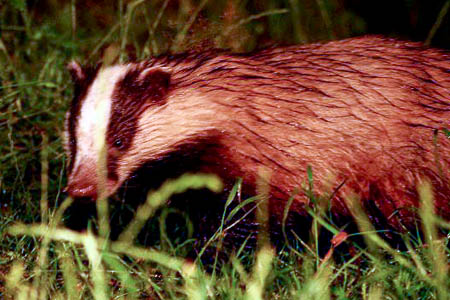 Badgers have legal protection from disturbance. Photo: Nigel Wedge CC-BY-2.0